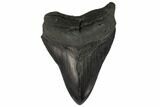 Fossil Megalodon Tooth - South Carolina #129487-1
